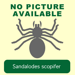 scopifer